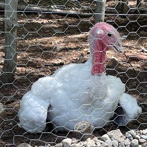 Meet your Posher, Daphnee